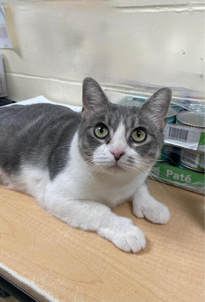 Yackety Yak — thumbnail 4