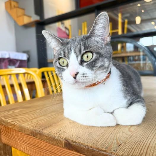 Enlarge Yackety Yak, a Adoptable mixed breed in St. Louis, MO image 6/6