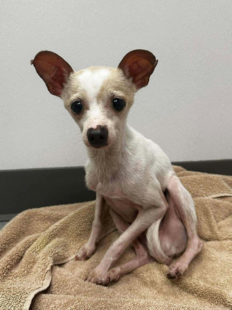 Shrimp, Adoptable, Adult Male Chihuahua & Italian Greyhound.