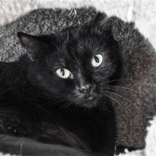 Enlarge Wacko, a Adoptable mixed breed in Santa Fe, NM image 3/5