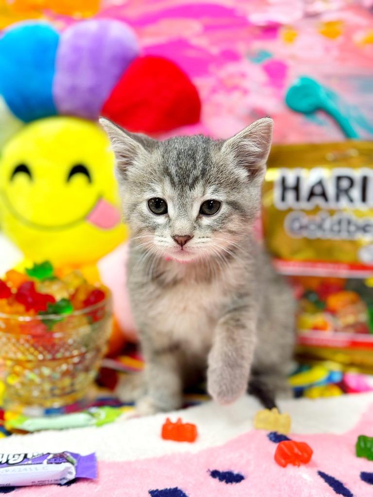Gummy Bear, Adoptable, Young Female Domestic Short Hair.
