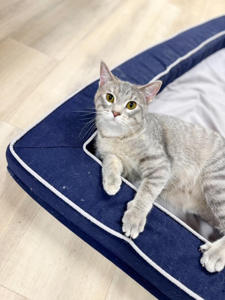 Gummy Bear, Adoptable, Young Female Domestic Short Hair.