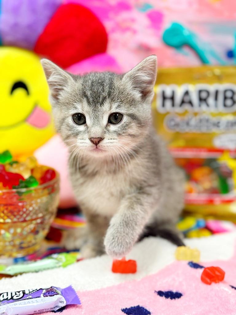 Enlarge Gummy Bear, a Adoptable mixed breed image 3/6