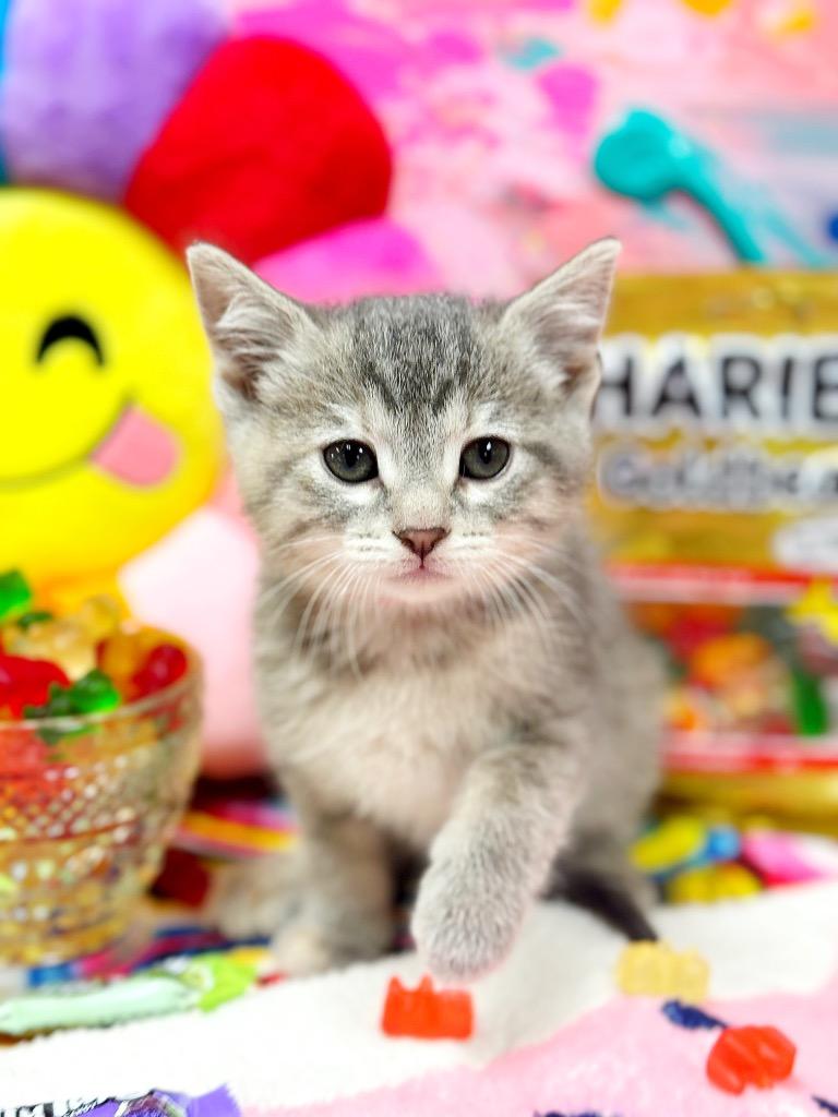 Enlarge Gummy Bear, a Adoptable mixed breed image 5/6