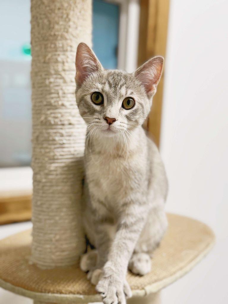 Enlarge Gummy Bear, a Adoptable mixed breed in Effingham, IL image 4/6