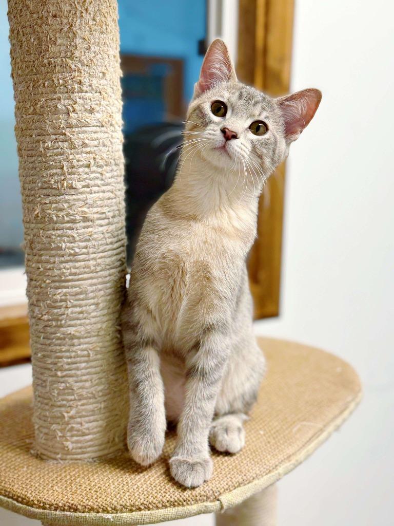 Enlarge Gummy Bear, a Adoptable mixed breed in Effingham, IL image 6/6