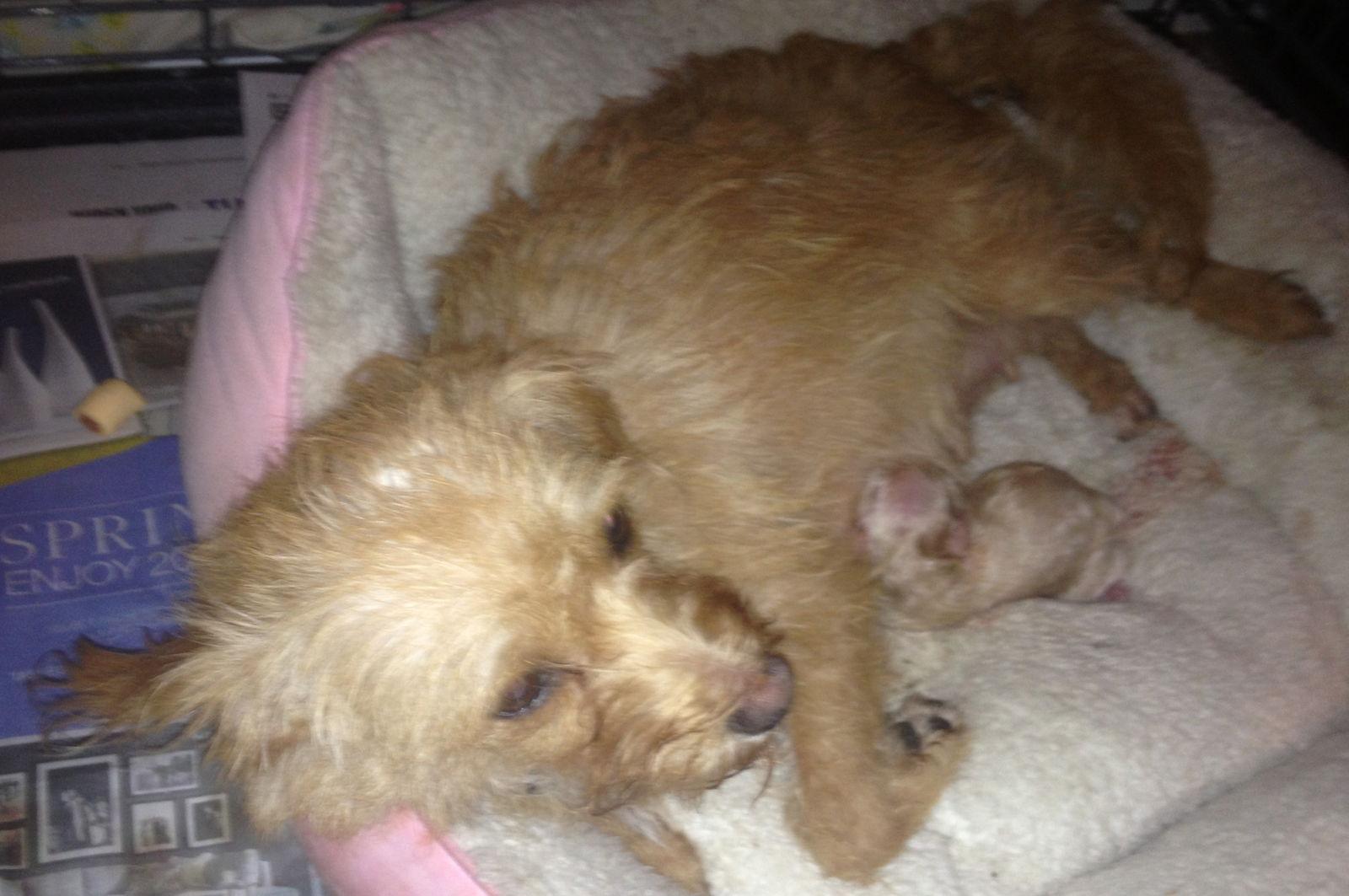 Ginger, Adopted, Adult Female Cairn Terrier.