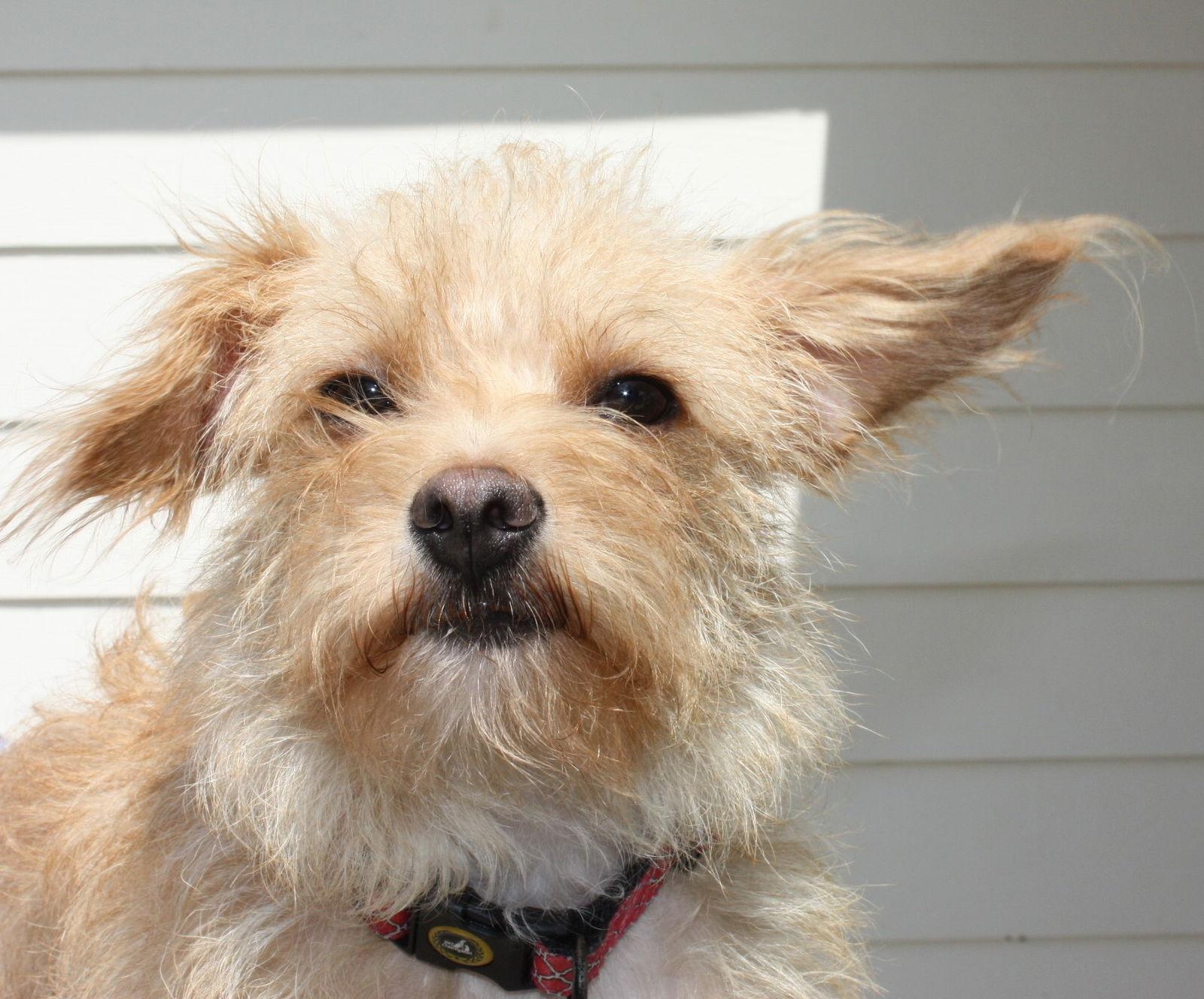 Enlarge Ginger, a Adopted Cairn Terrier in Katy, TX image 2/3
