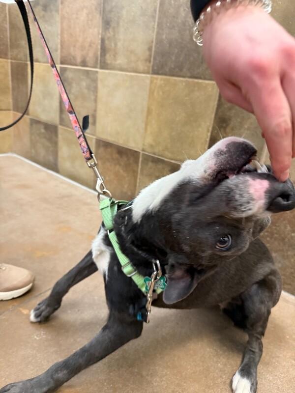 Bo Peep, Adoptable, Young Female Pit Bull Terrier & Mixed Breed.