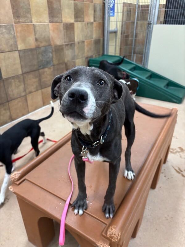 Enlarge Peep, a Adoptable mixed breed in Westminster, CO image 1/6
