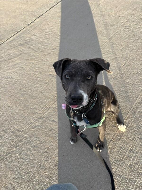 Peep, Adoptable, Young Female Pit Bull Terrier & Mixed Breed.