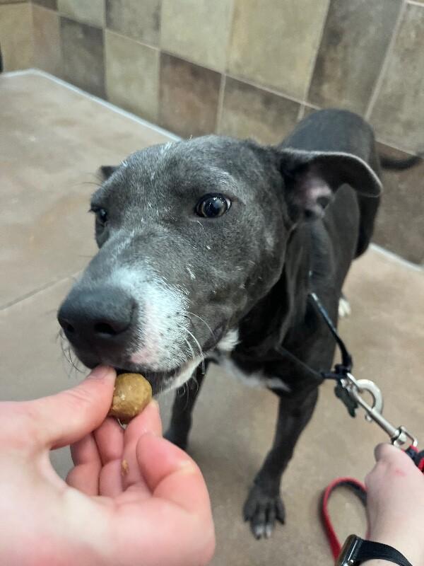 Enlarge Bo Peep, a Adoptable mixed breed in Fort Collins, CO image 2/6