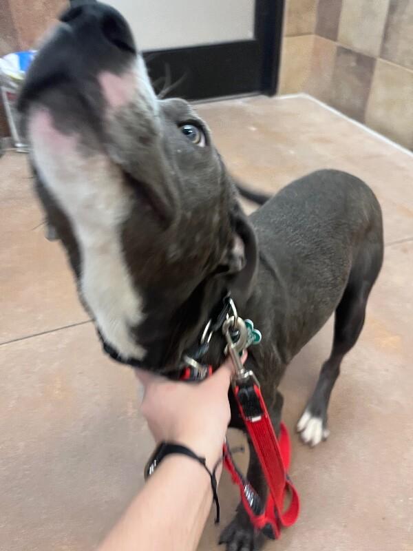 Enlarge Bo Peep, a Adoptable mixed breed in Fort Collins, CO image 3/6