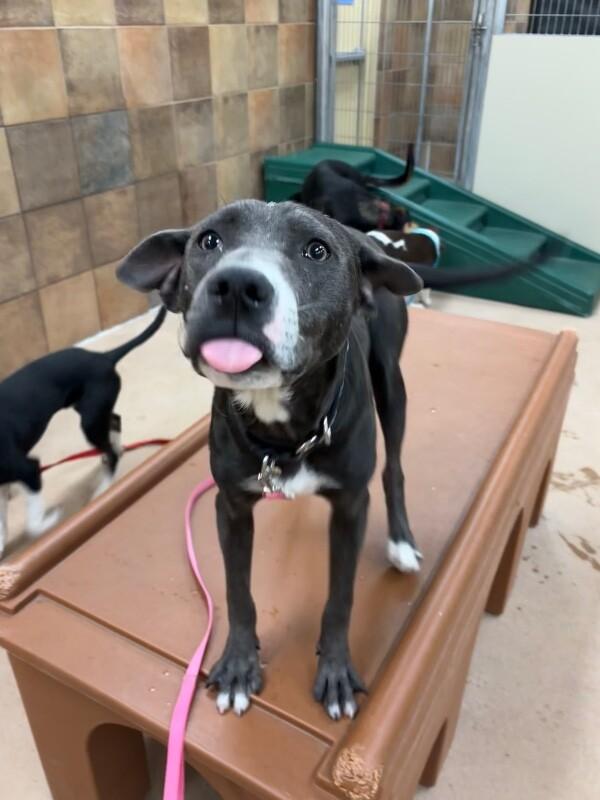 Enlarge Peep, a Adoptable mixed breed in Westminster, CO image 2/6
