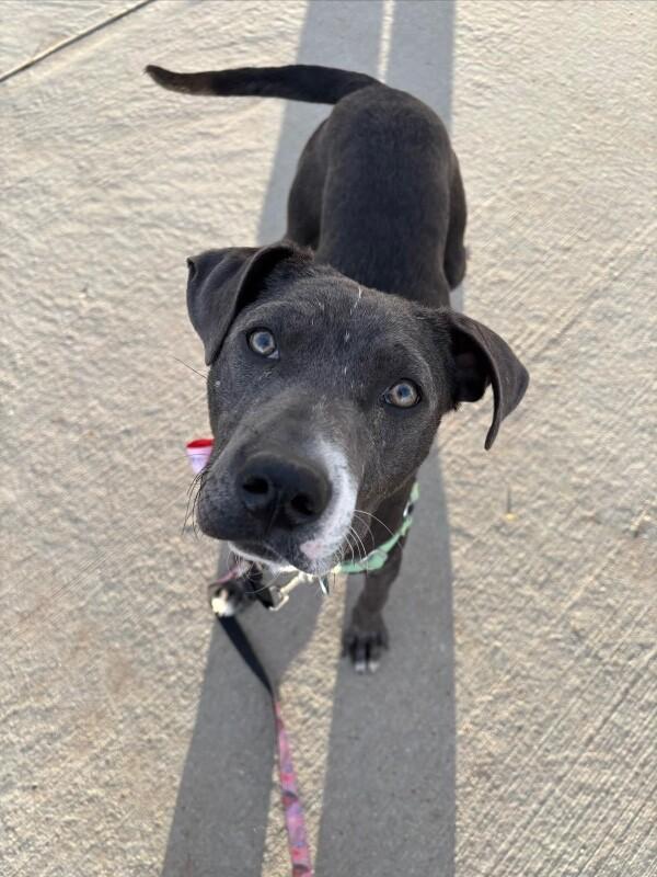 Enlarge Peep, a Adoptable mixed breed in Westminster, CO image 3/6