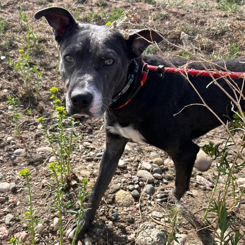 Enlarge Peep, a Adoptable mixed breed in Westminster, CO image 6/6