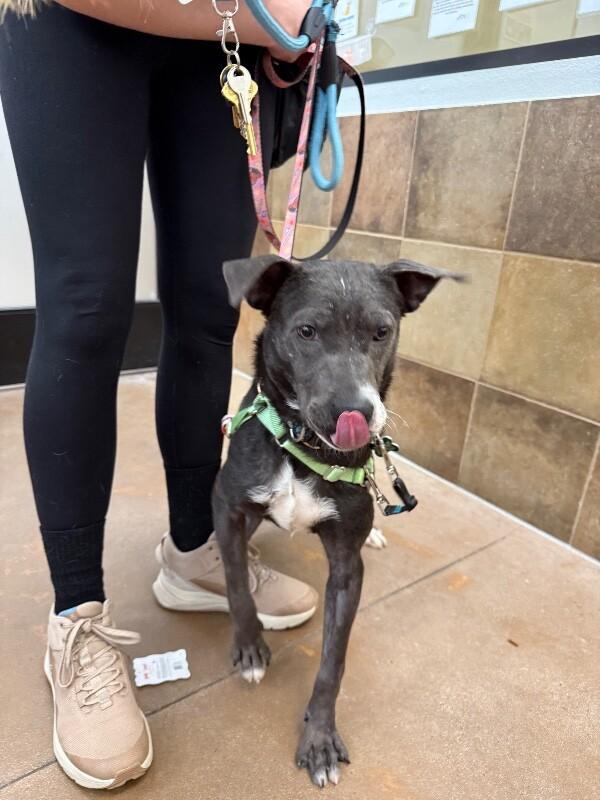 Enlarge Bo Peep, a Adoptable mixed breed in Fort Collins, CO image 5/6