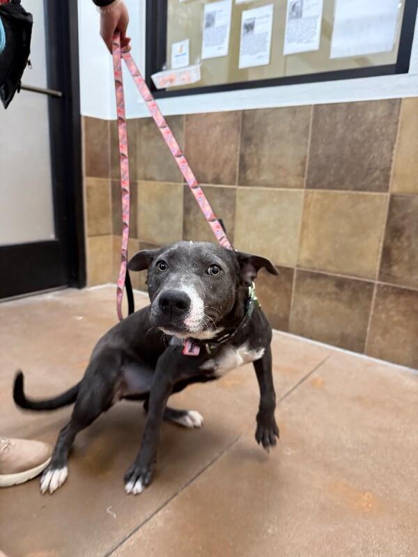 Enlarge Bo Peep, a Adoptable mixed breed in Fort Collins, CO image 6/6