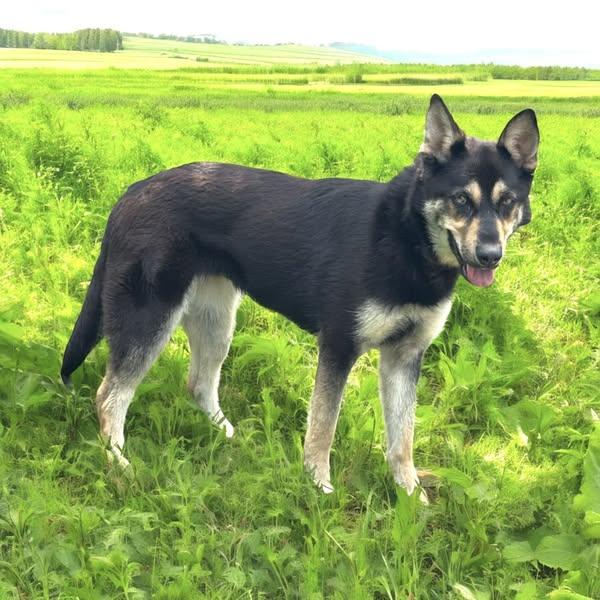 Joy, a Adoptable mixed breed in Ann Arbor, MI image 2/5