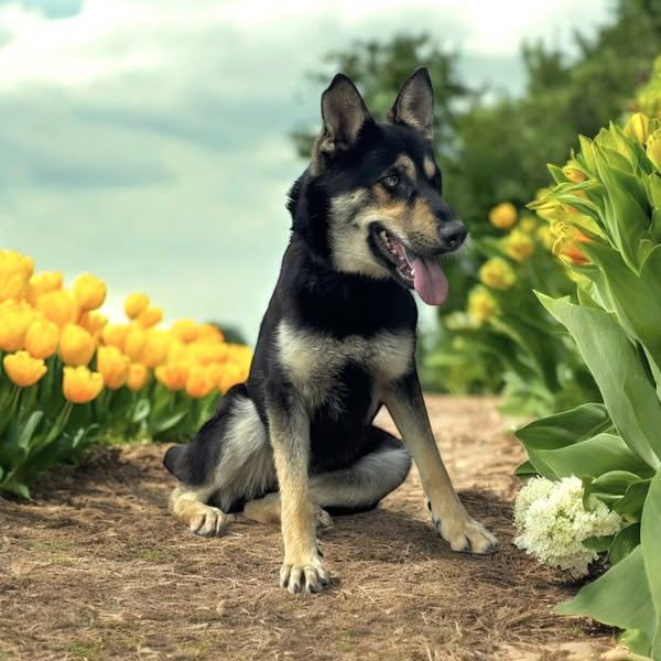 Joy, a Adoptable mixed breed in Ann Arbor, MI image 3/5