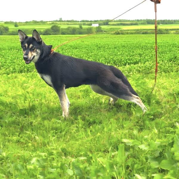 Joy, a Adoptable mixed breed in Ann Arbor, MI image 5/5