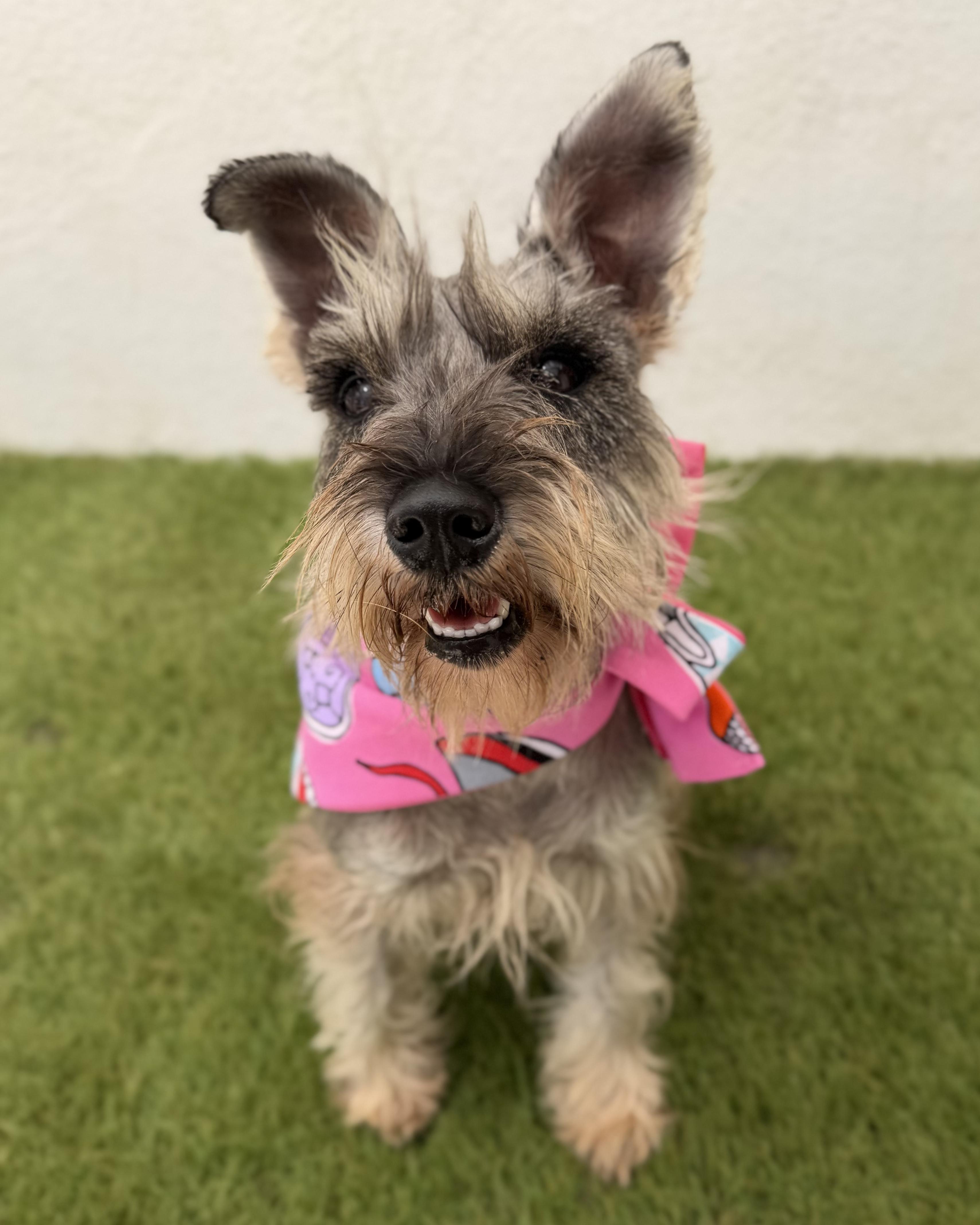 Enlarge LANA, a Adopted mixed breed in La Jolla, CA image 2/6