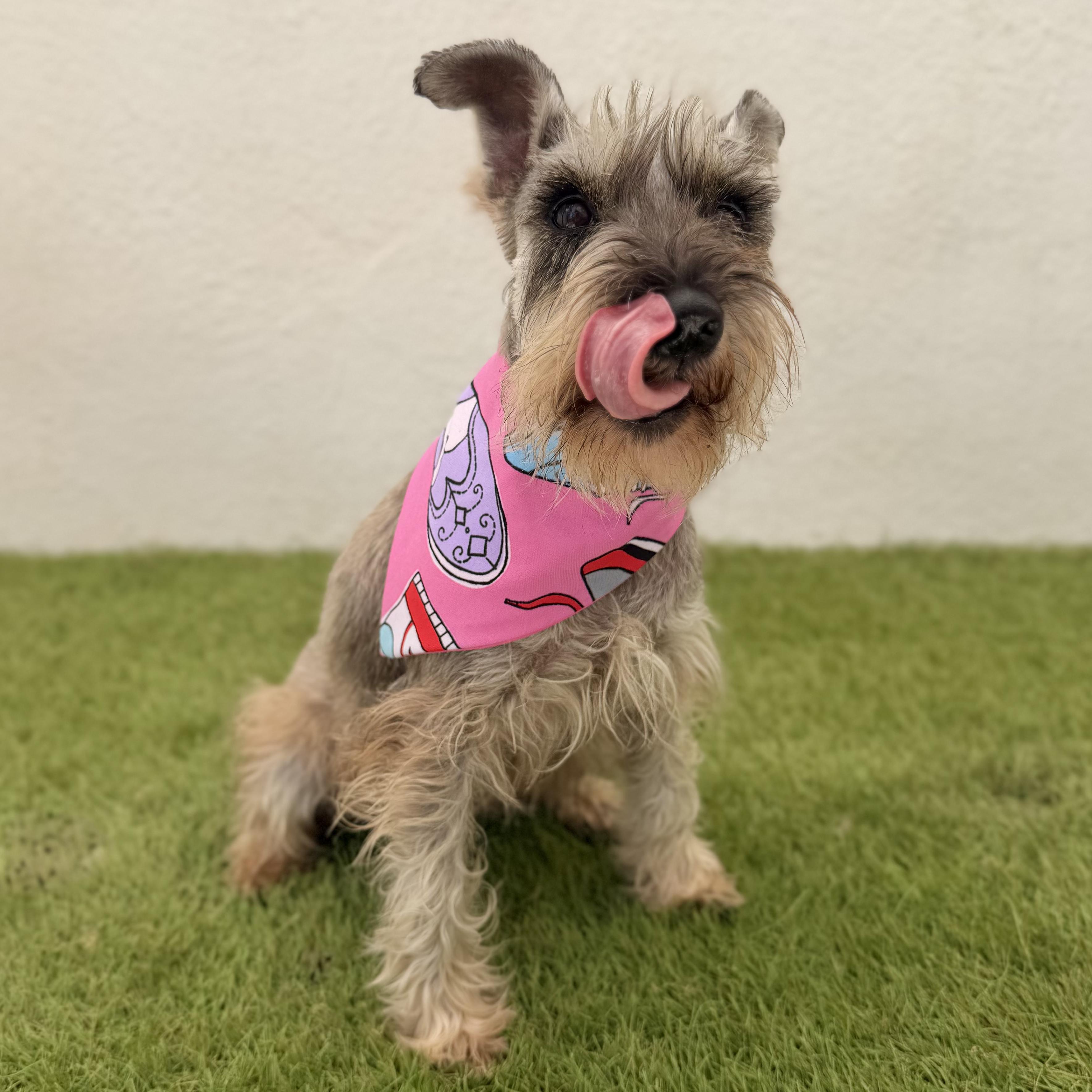 Enlarge LANA, a Adopted mixed breed in La Jolla, CA image 3/6
