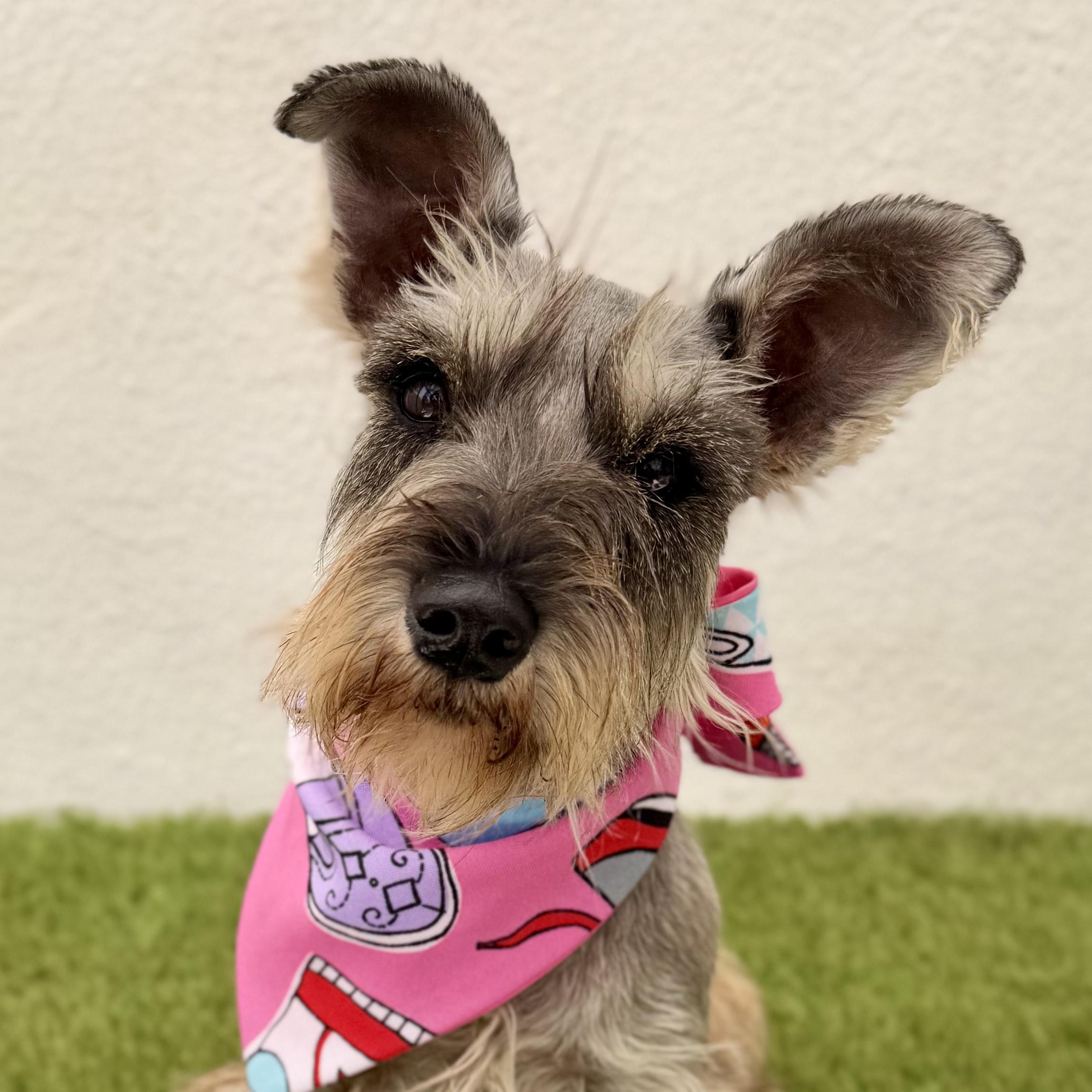 Enlarge LANA, a Adopted mixed breed in La Jolla, CA image 1/6