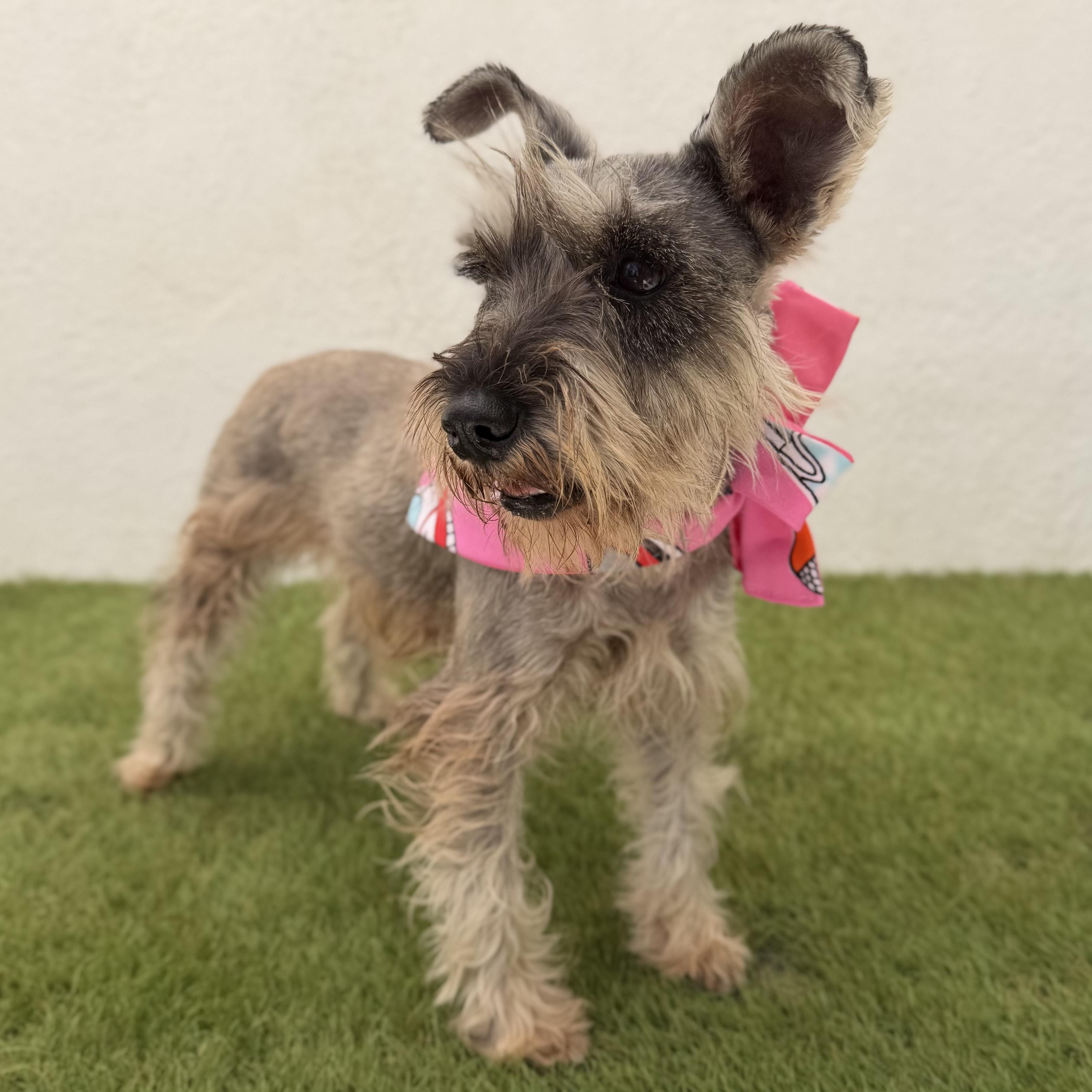 Enlarge LANA, a Adopted mixed breed in La Jolla, CA image 5/6