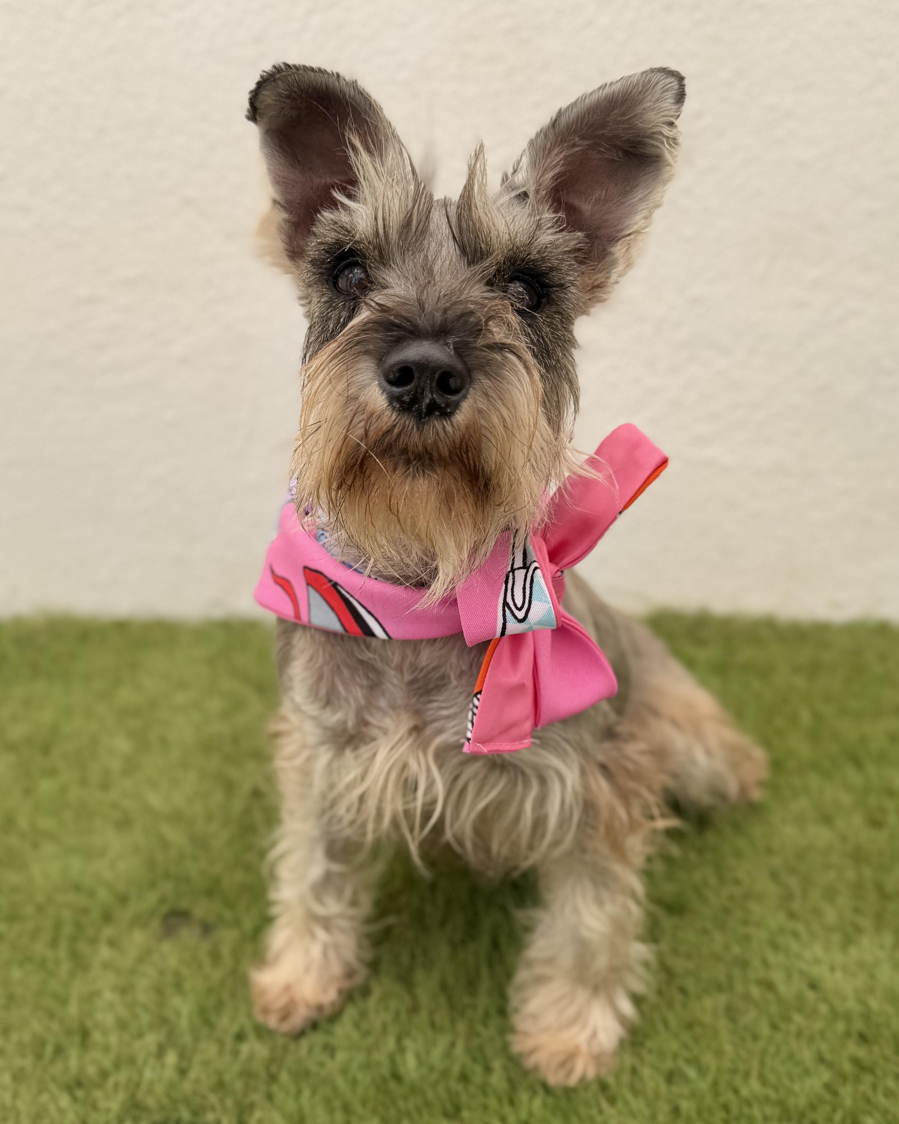 Enlarge LANA, a Adopted mixed breed in La Jolla, CA image 6/6