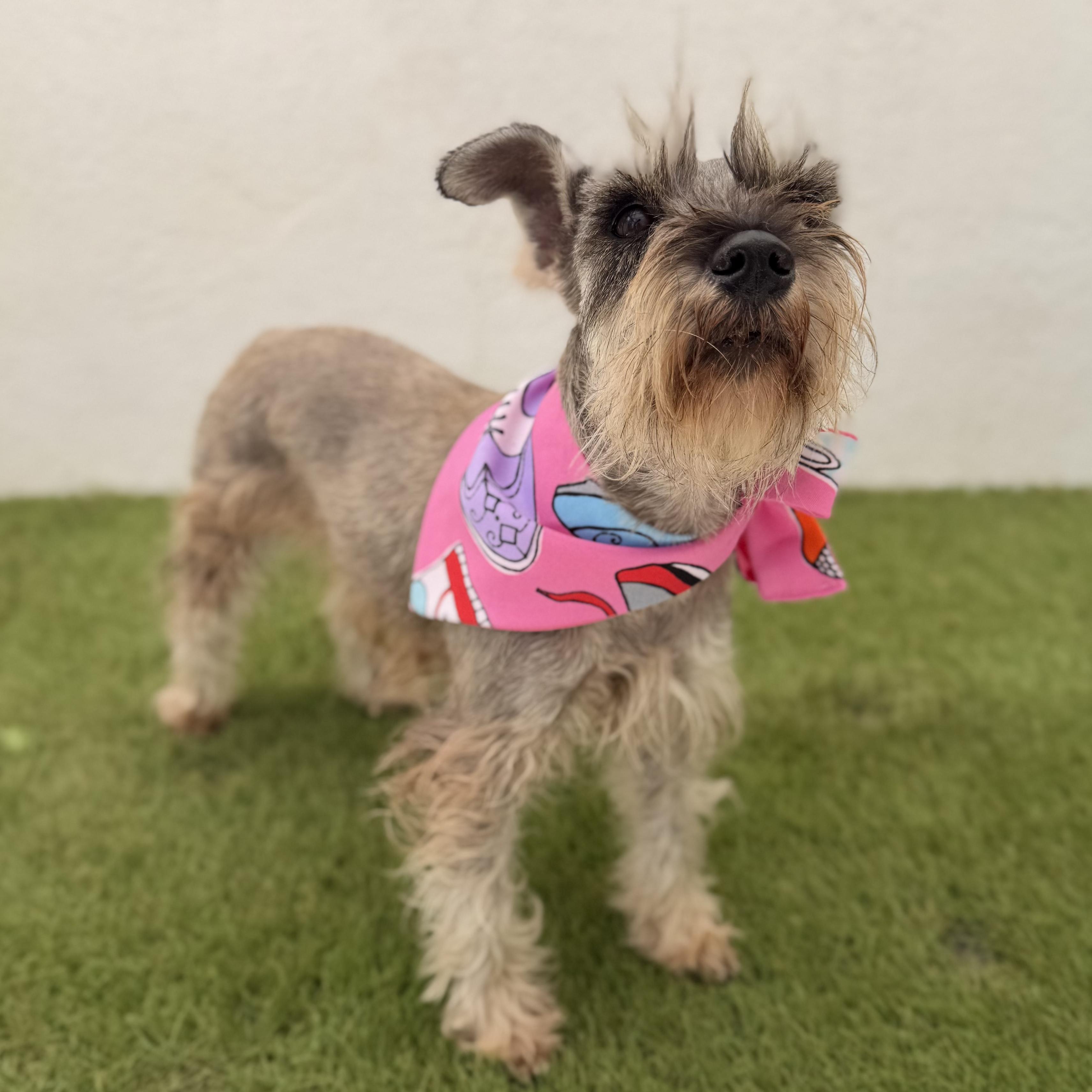 Enlarge LANA, a Adopted mixed breed in La Jolla, CA image 4/6