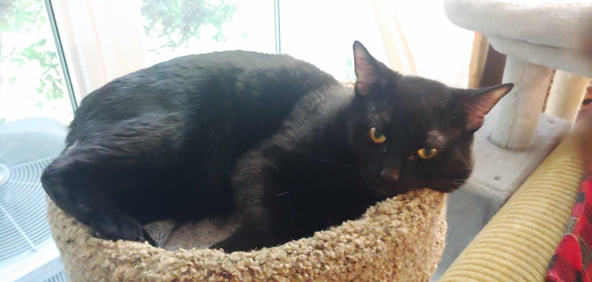 Enlarge Frank, a Adoptable Domestic Short Hair in Hamilton, ON image 2/5