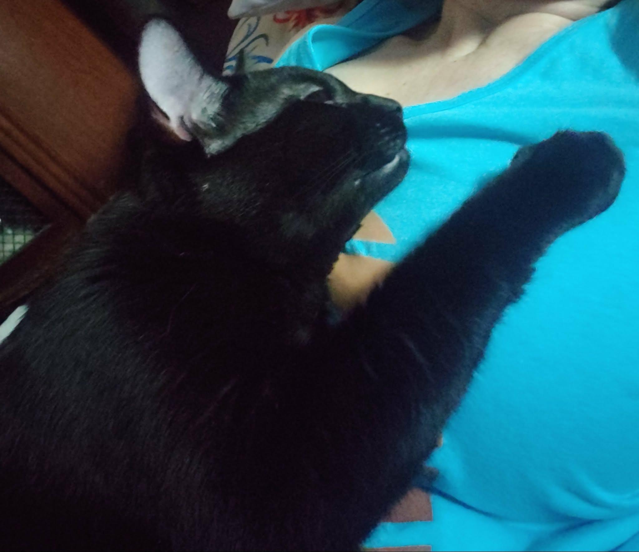 Enlarge Frank, a Adoptable Domestic Short Hair in Hamilton, ON image 4/5