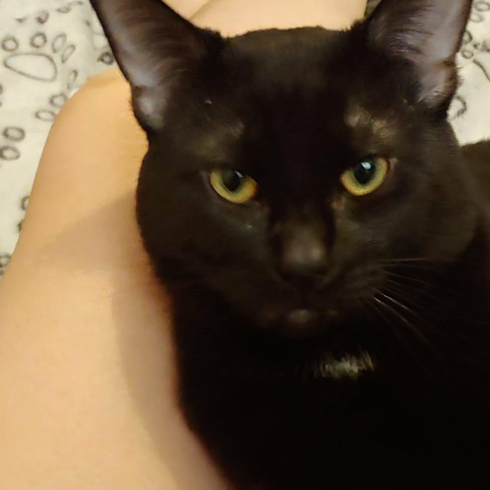 Frank, Adoptable, Young Male Domestic Short Hair.