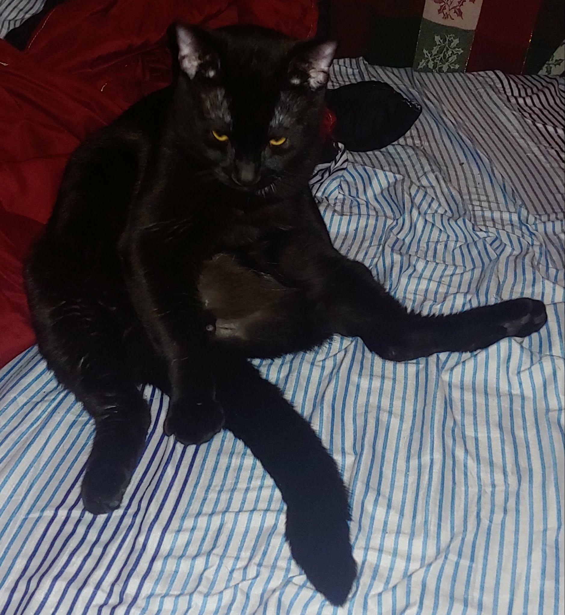 Enlarge Frank, a Adoptable Domestic Short Hair in Hamilton, ON image 5/5