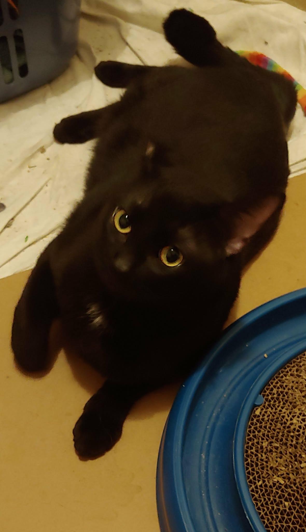 Enlarge Frank, a Adoptable Domestic Short Hair in Hamilton, ON image 3/5