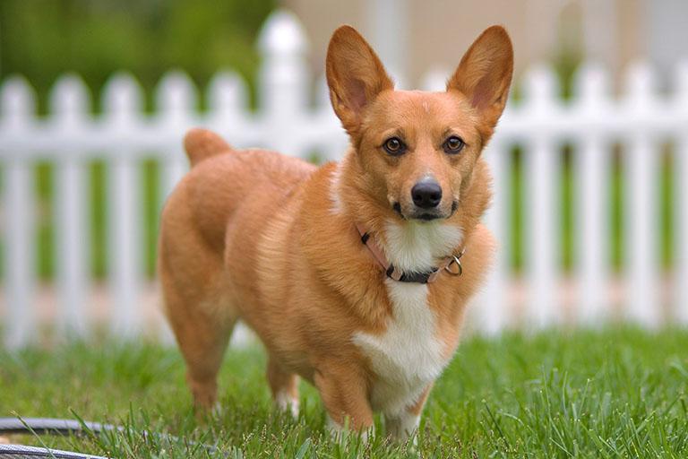 Enlarge Allie, a Adopted Corgi in Chesterfield, MO image 1/4