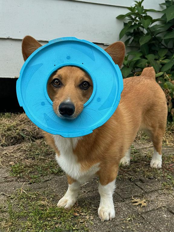 Enlarge Allie, a Adopted Corgi in Chesterfield, MO image 2/4