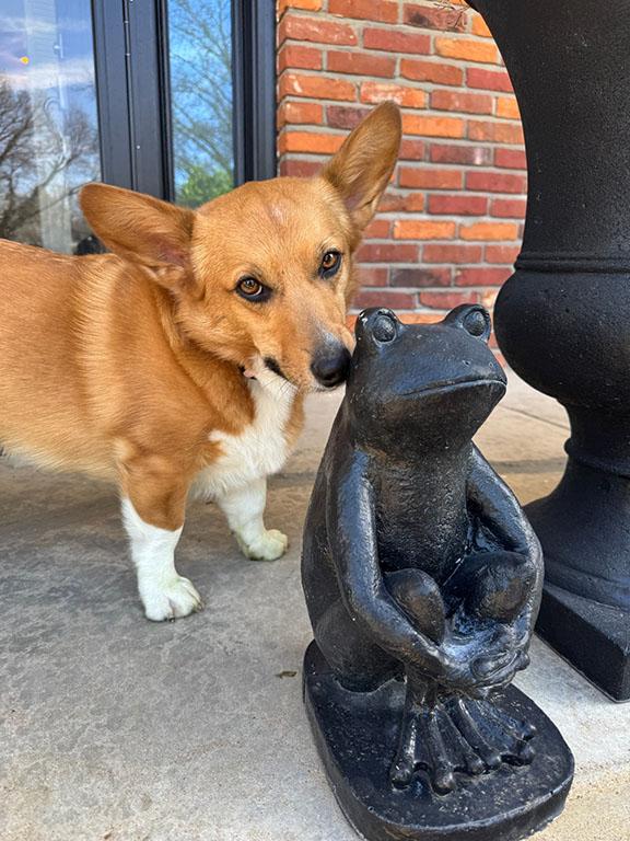 Enlarge Allie, a Adopted Corgi in Chesterfield, MO image 4/4