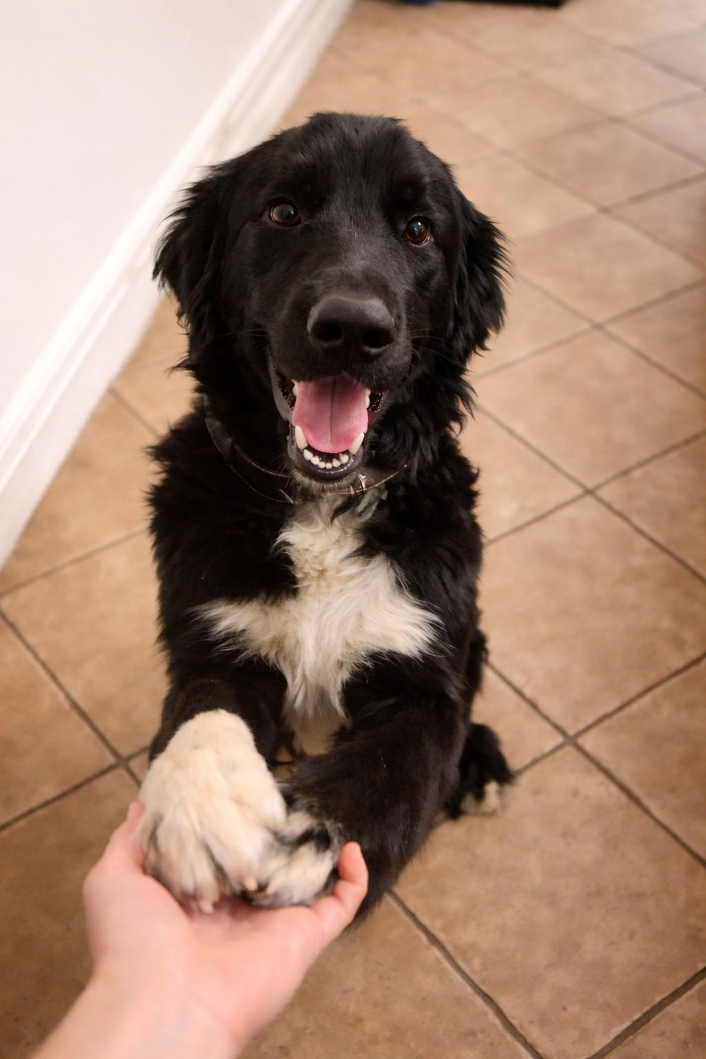 Shadow Felix, ADOPTABLE, Young Male Bernese Mountain Dog & Poodle.