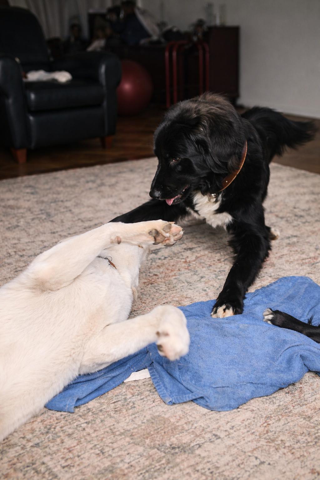 Enlarge Shadow Felix, a ADOPTABLE mixed breed in Kiowa, OK image 5/6