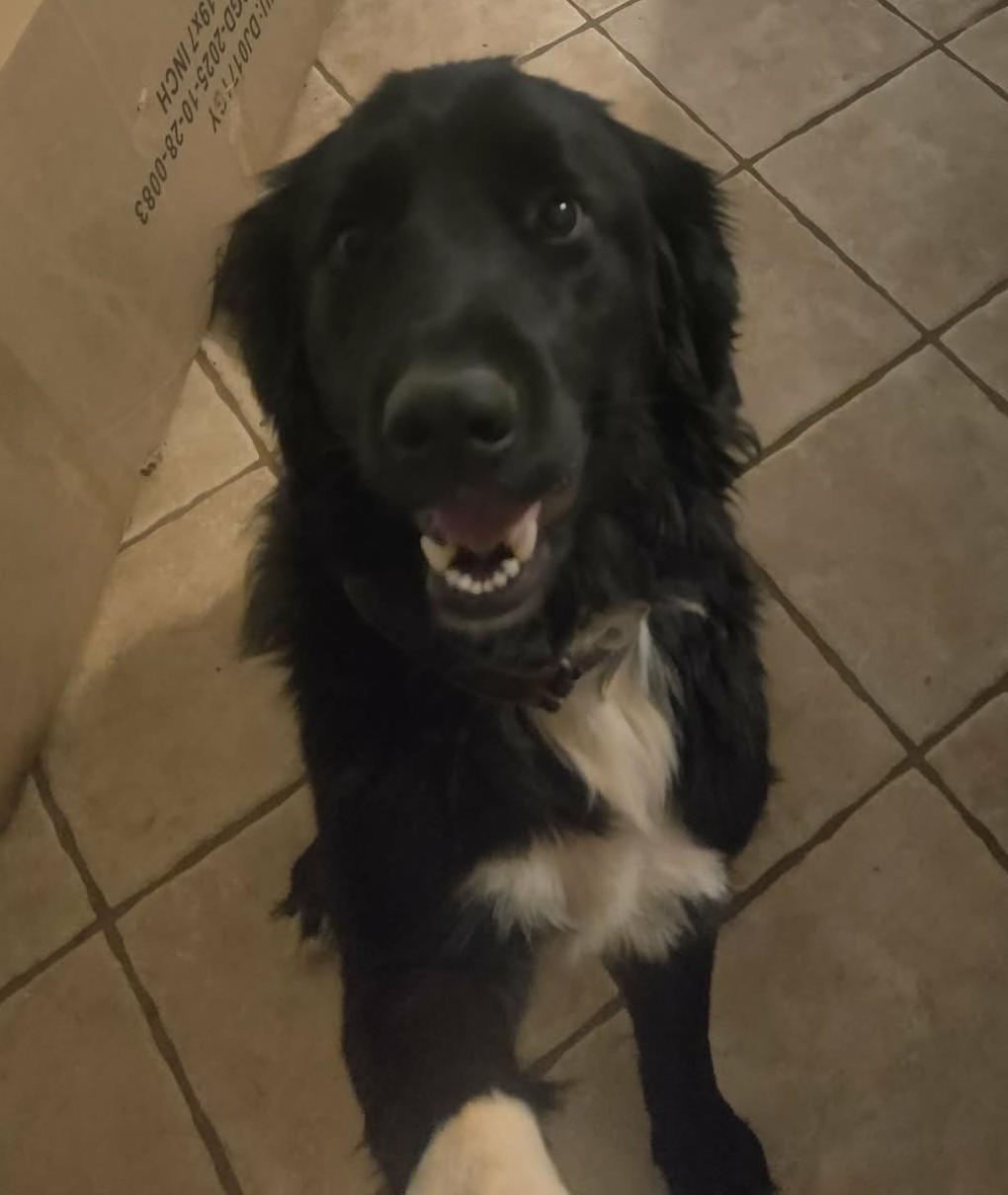 Enlarge Shadow Felix, a ADOPTABLE mixed breed in Kiowa, OK image 6/6