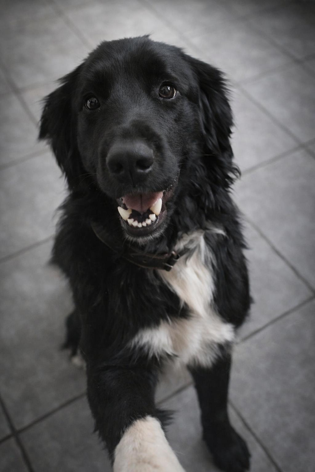 Enlarge Shadow Felix, a ADOPTABLE mixed breed in Kiowa, OK image 4/6