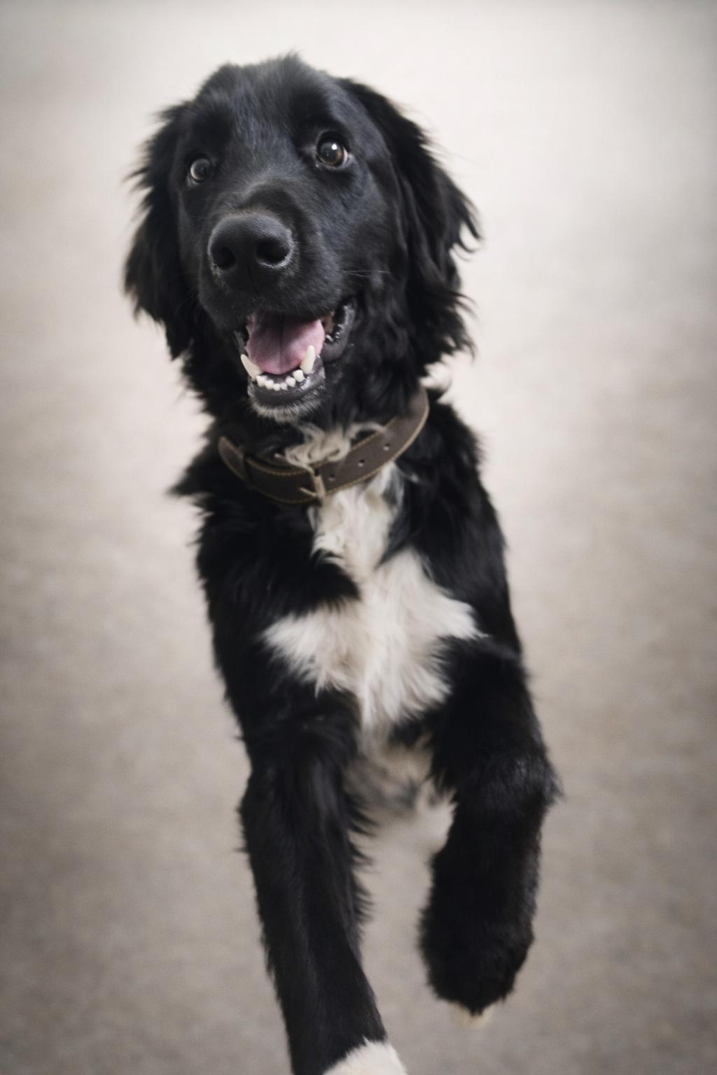 Enlarge Shadow Felix, a ADOPTABLE mixed breed in Kiowa, OK image 3/6