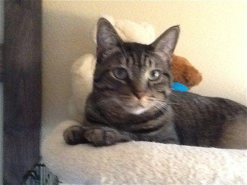 Spunky, Adoptable, Adult Male Domestic Short Hair.