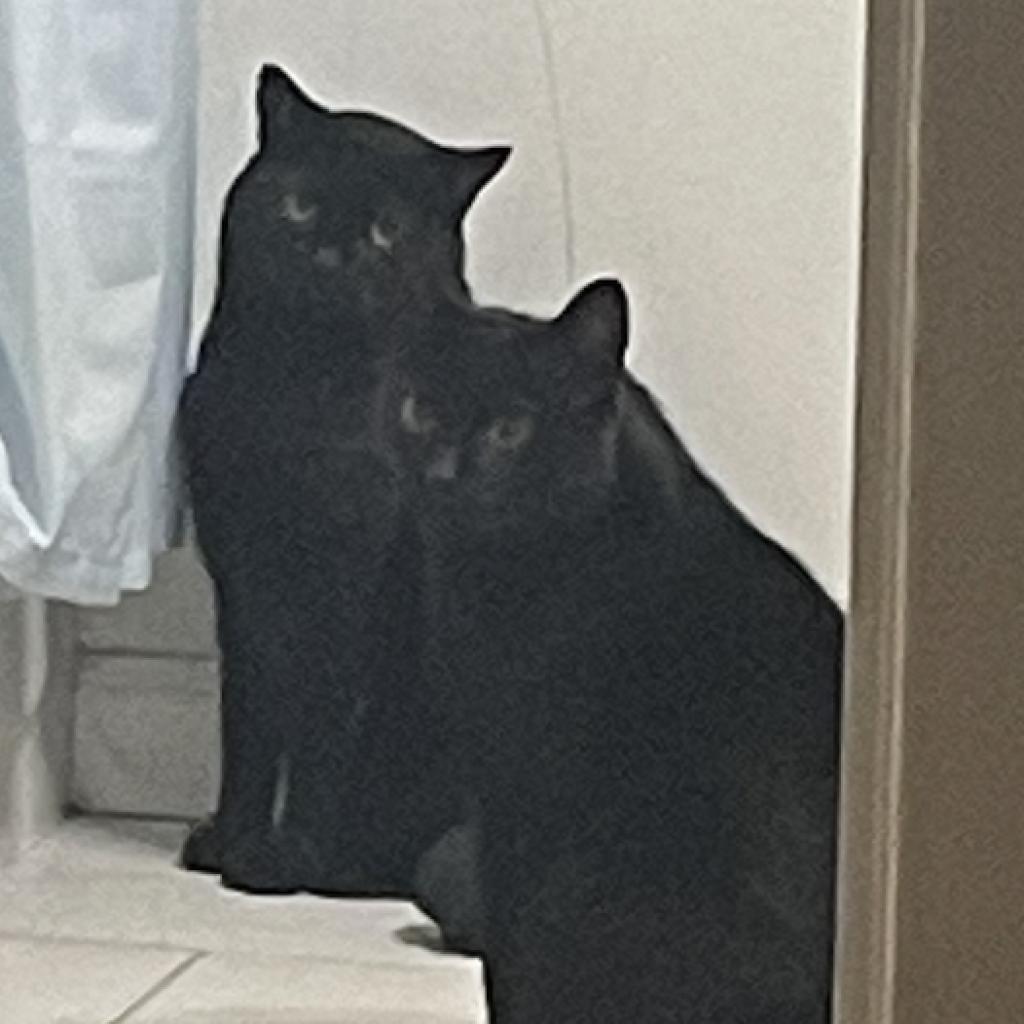 Pringles, Adoptable, Senior Male Domestic Short Hair.