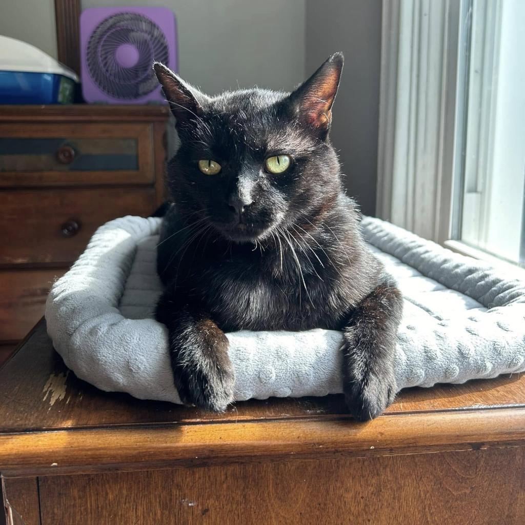 Enlarge Pringles, a Adoptable Domestic Short Hair in St. Louis, MO image 2/6