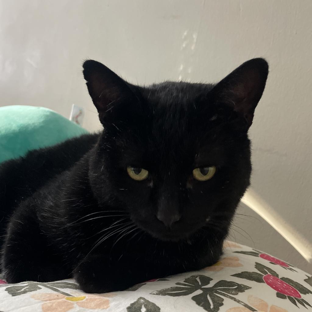 Enlarge Pringles, a Adoptable Domestic Short Hair in St. Louis, MO image 3/6