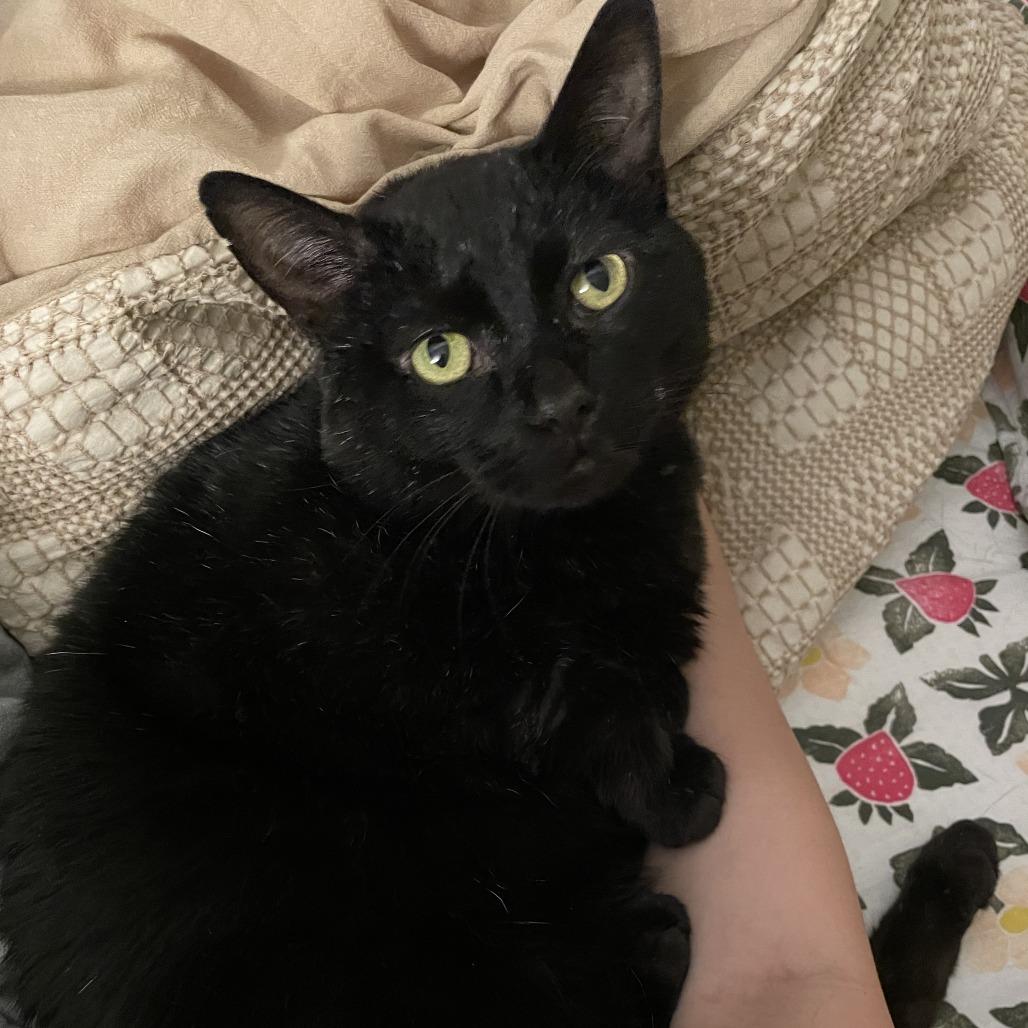 Enlarge Pringles, a Adoptable Domestic Short Hair in St. Louis, MO image 5/6