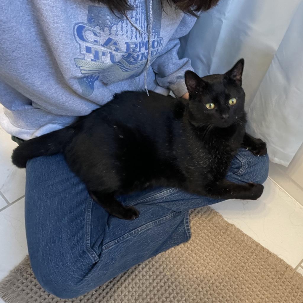 Enlarge Pringles, a Adoptable Domestic Short Hair in St. Louis, MO image 6/6